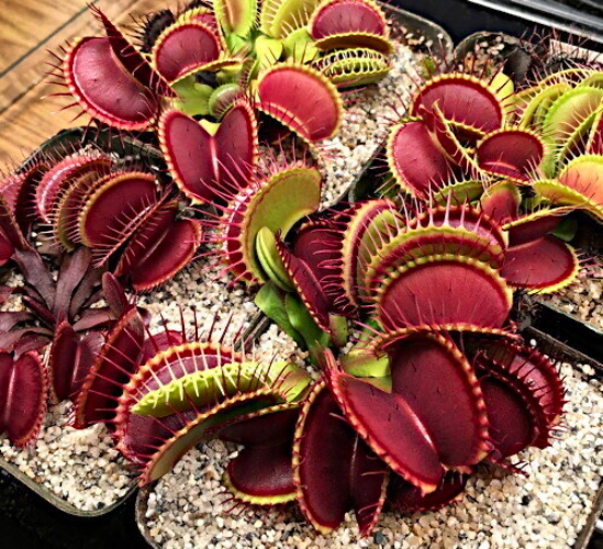 Giant Venus Fly Trap - Dionaea muscipula 'B52"  | Rare Plant Seeds | Whimsy and Wonder