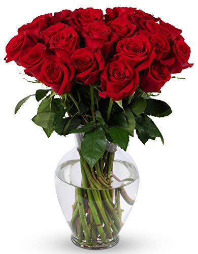 Benchmark Bouquets 24 stem Red Roses, Next Day Prime Delivery, Farm Direct Fresh Cut Flowers, Gift for Anniversary, Birthday, Congratulations, Get Well, Home Décor, Sympathy, Valentine’s Day - Red