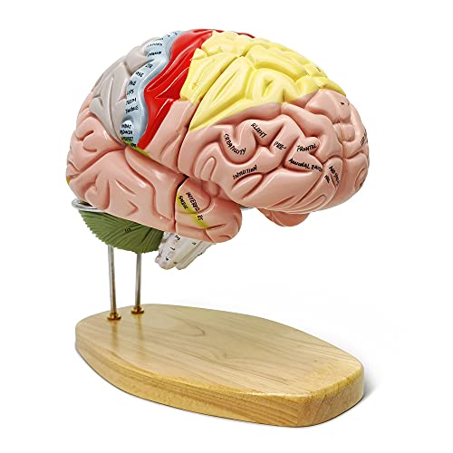 Human Brain Teaching Model
