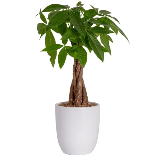 Costa Farms Money Tree, Easy Care Indoor Plant, Live Houseplant in Ceramic Planter Pot, Bonsai Potted in Potting Soil, Home Décor, Birthday Gift, New Home Gift, Outdoor Garden Gift, 16-Inches Tall - Indoor Plant Pot - Medium - Money Tree - Planter