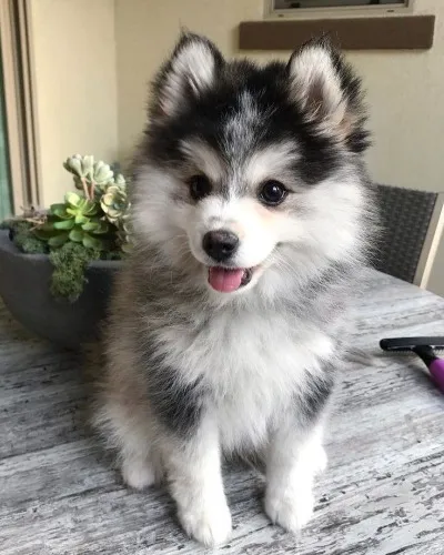 pomeranian husky mix