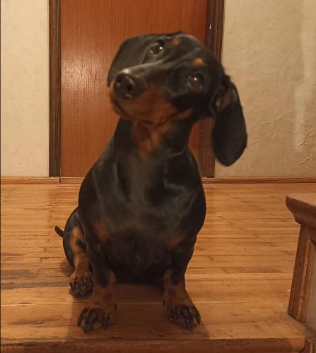 Support My dear dog, Lily