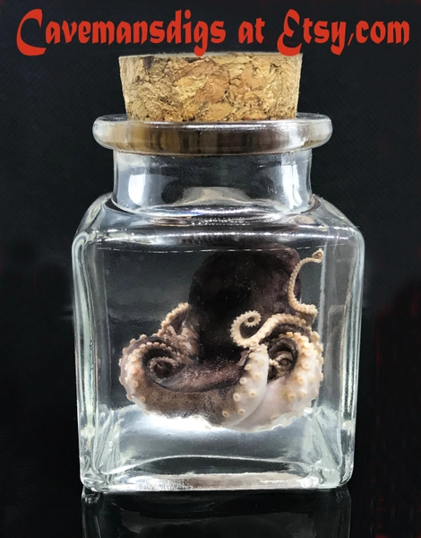 Cute red baby octopus in a jar Wet specimen - Ethically sourced Steampunk décor - Unique gift - Curiosity - Gothic - Witchy - Oddity-