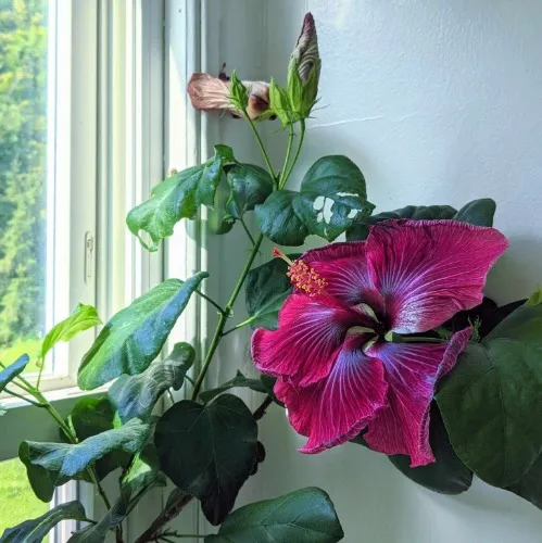 A Vibrant Inflorescence of the Psyche 