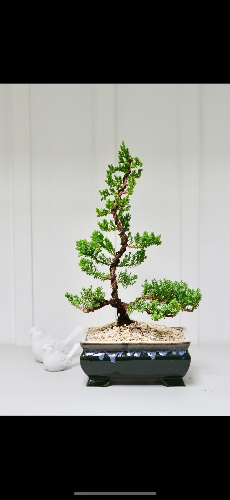 Bonsai 42cm