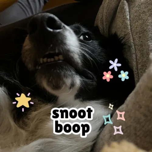 Snoot Boop 🐕 🤚 