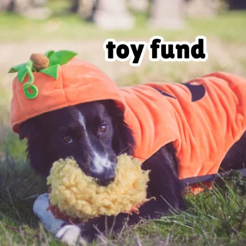 Toy Fund 🐶 