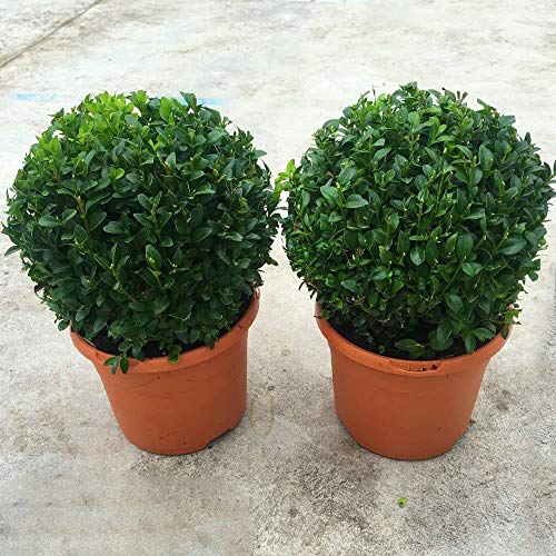 GardenersDream® Pair of Real 20cm Evergreen Buxus Ball Plant Sempervirens Topiary With Pot Included