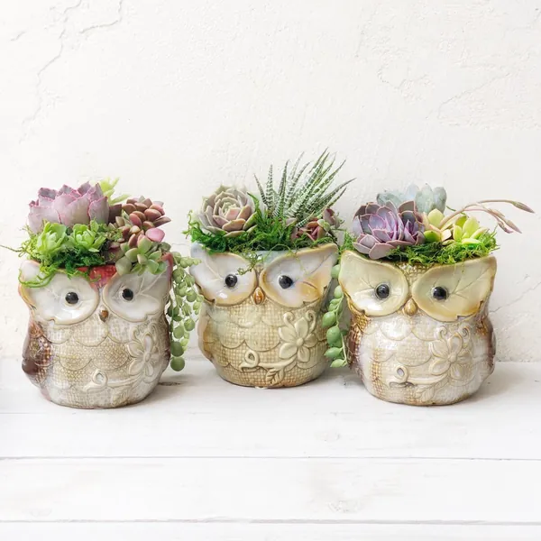 Woodland Owl Set planted with Succulents, Fall Decor, Hostess Gift, Tabletop Decor, Teacher gift, Succulent Gift, table decor, #owls