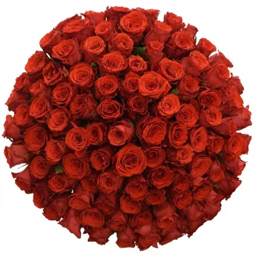 100 Red Roses for Baroness