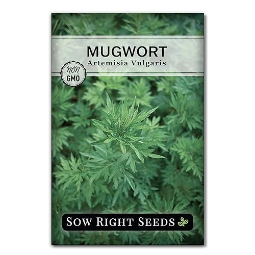 Sow Right Seeds - Mugwort Seeds for Planting - Non-GMO Heirloom Packet with Instructions to Plant an Outdoor or Indoor Herb Garden - Rare Perennial, Wild Wormwood - Medicinal & Culinary Cronewort (1) - 1