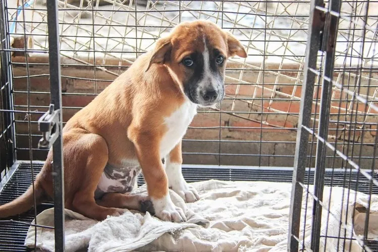 Help animals