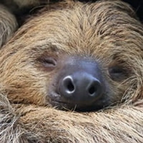 Adopt a Two-toed Sloth | Symbolic Adoptions from WWF