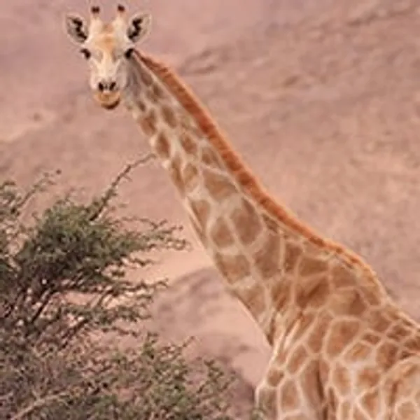 Adopt a Giraffe | Symbolic Adoptions from WWF