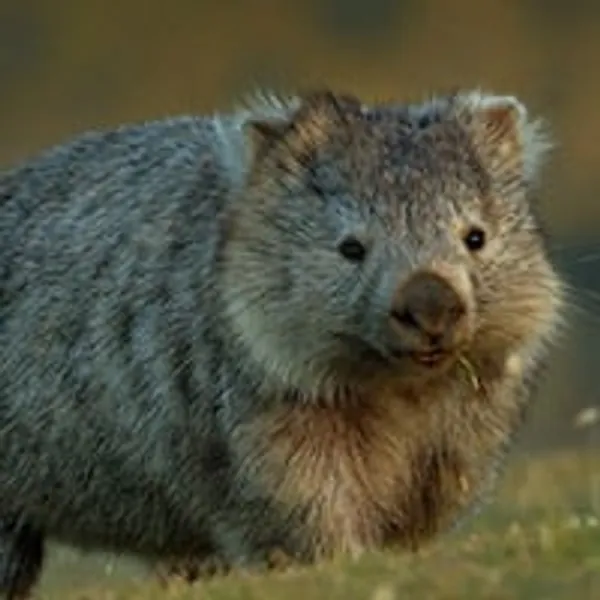Adopt a Wombat | Symbolic Adoptions from WWF