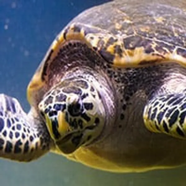 Adopt a Loggerhead Turtle | Symbolic Adoptions from WWF