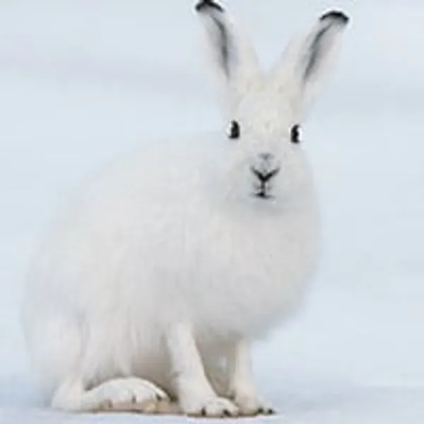 Adopt an Arctic Hare | Symbolic Adoptions from WWF