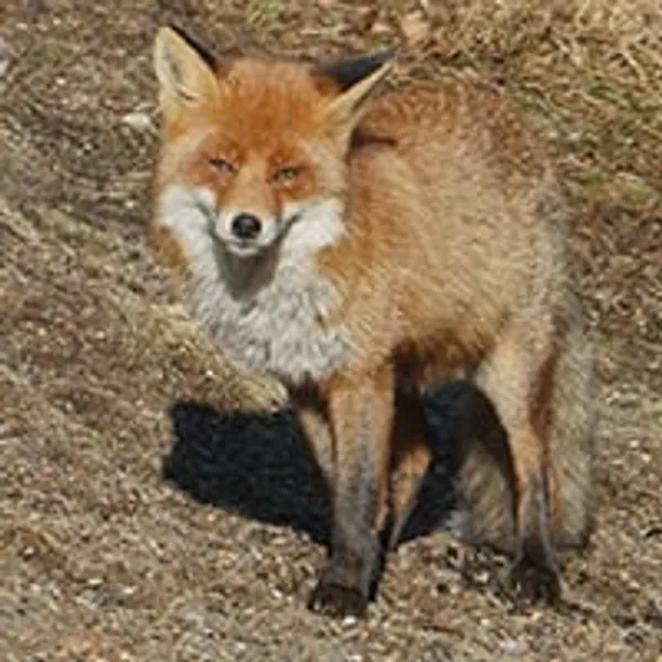 Adopt a Red Fox | Symbolic Adoptions from WWF