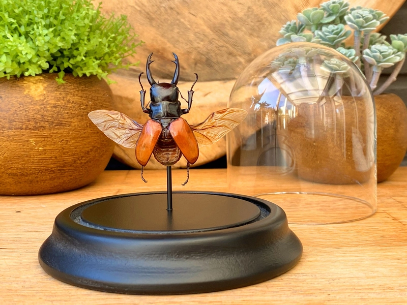 Odontolabis Sarasinorum in bell jar, Taxidermy,entomology