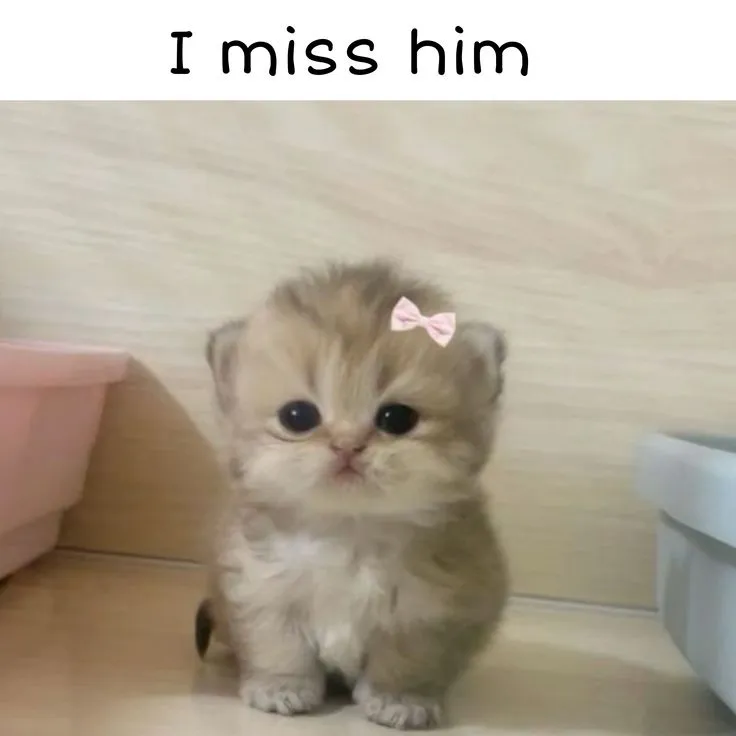 I miss my ex penalty