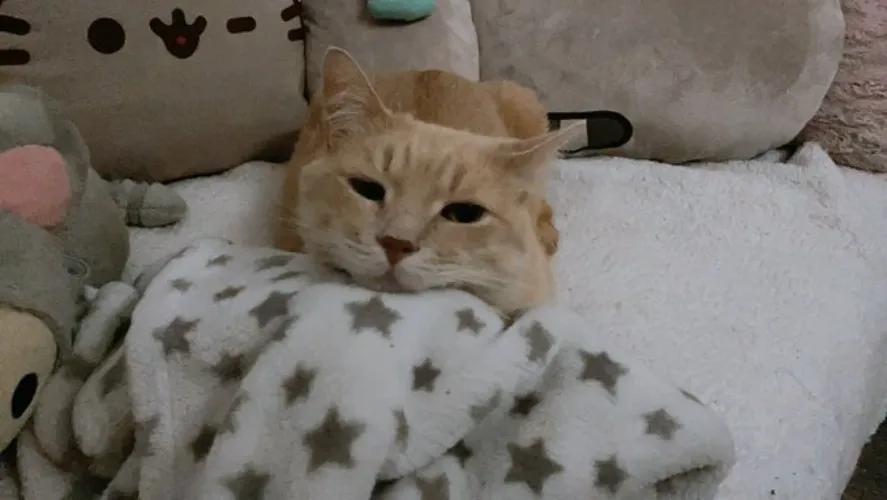 Fund a Case of Cat Food