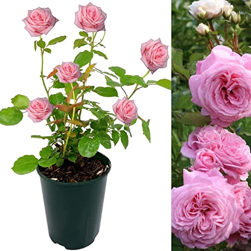 2 Rose Bushes for The Garden