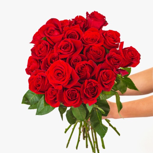Splendid Red Roses - Regular Shipping