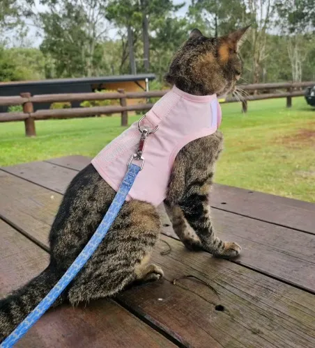 Pink cat harness for Marceline