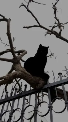 skin care~ // 55.55 𖹭