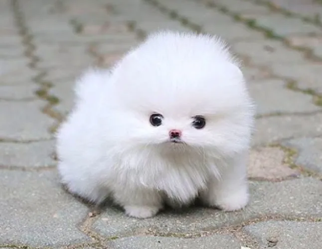 POMERANIAN PUPPY 