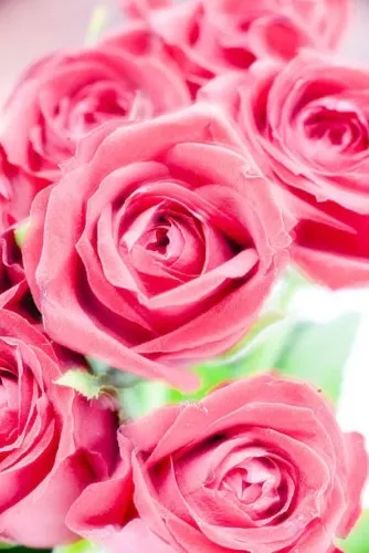 🌹