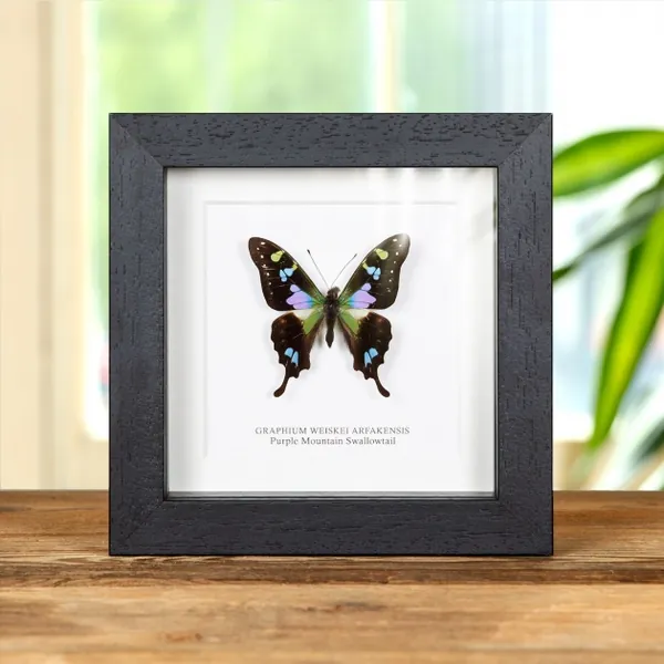 Ethically-Sourced Framed Butterfly