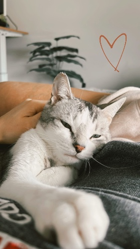 kitty support 🐱🥰