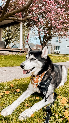 puppy support 🐶🥰