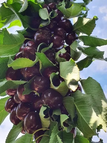 Santina Cherries