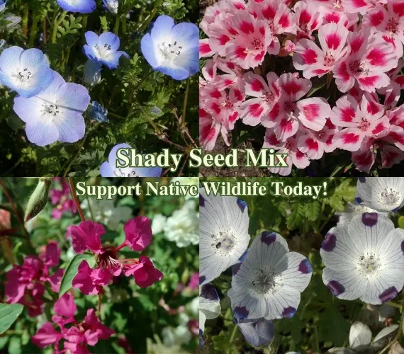 Shade Flower Seed Mix for Shade Flowers Gardens American Native Seeds for Pollinator Landscape for Sustainable Homes Native WildFlower Lawn