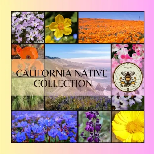 California Native Seed Collection, Over 3,000 Seeds! Gift Box, 20 Individual packs
