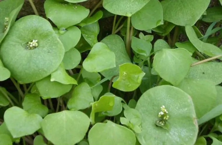 500+ Miners Lettuce Claytonia seeds
