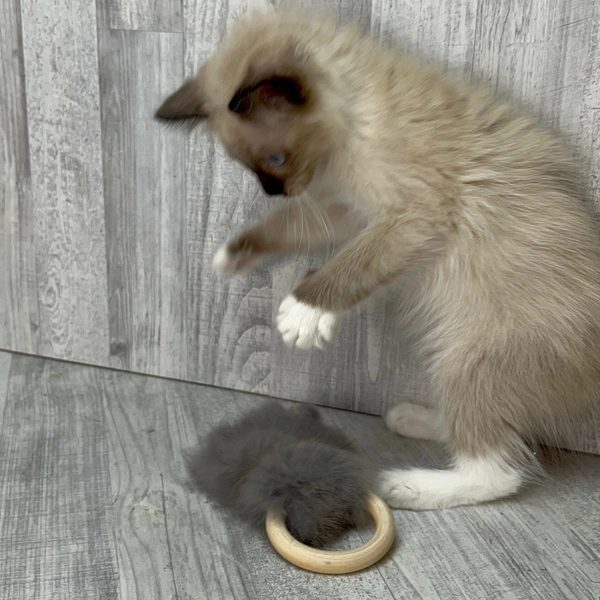 Rabbit fur cat toy with wooden ring and rattle | Cat toy