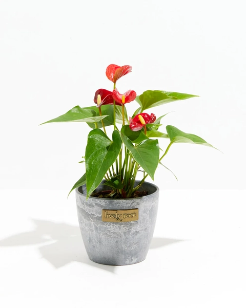 Flamingo Flower | Earl Grey