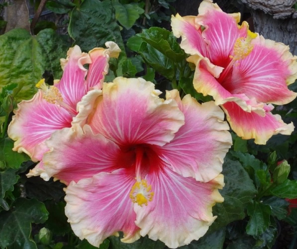 smol tip ʕ•ᴥ•ʔ