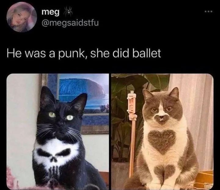 Pet Insurance