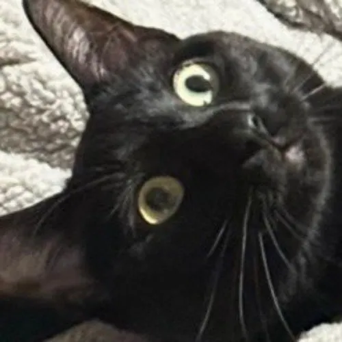 Chairman Hotteok's Vet Fund