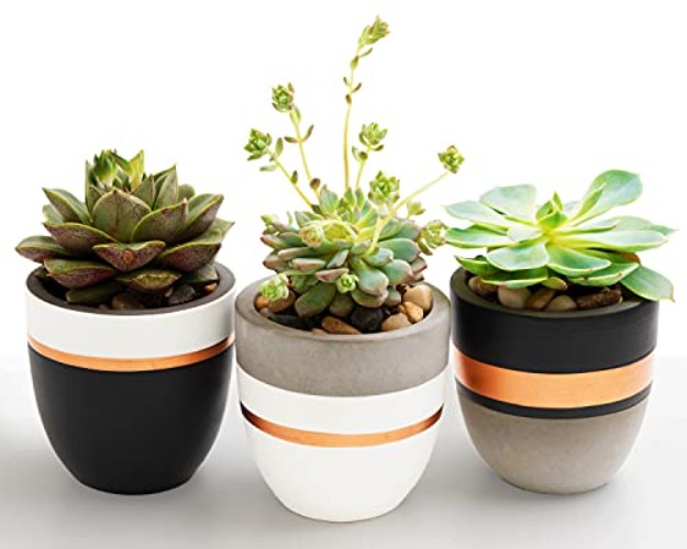 Hand Painted Plant Pots, Set of 3 Small Modern Cement Succulent Pots with Drainage, Best Planters for Cactus, Herbs, Office & Home Gift Idea for Women (Plants NOT Included), 3.5 Inch