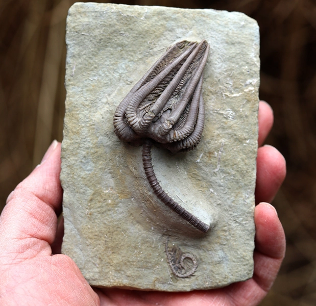 Quality, high relief Crinoid Fossil. Agaricocrinus Americanus. Edwardsville formation. Crawfordsville, Montgomery County, Indiana, USA