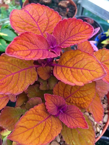 Coleus (Campfire)