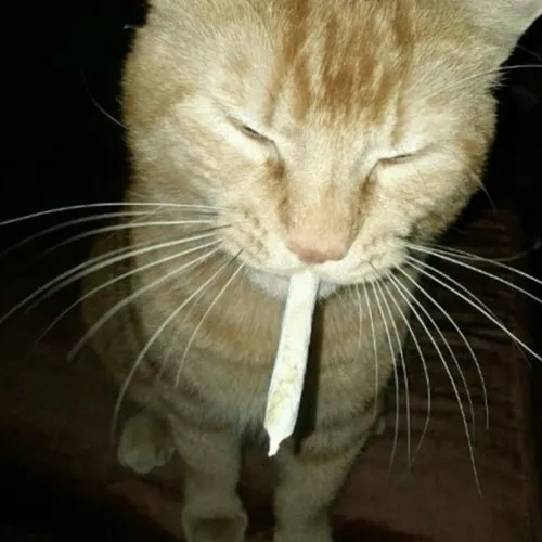 ＊✿❀my special habit❀✿＊