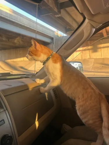 ︶꒦꒷treats & toys for the boy♡꒷꒦︶