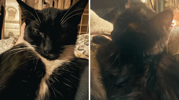 Vet Fees for Inky and Phoebe