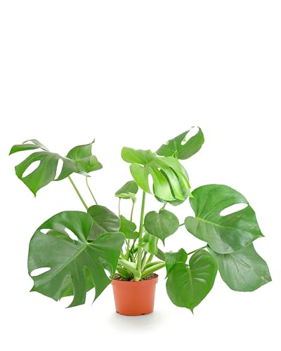 Shop Succulents Monstera Deliciosa Swiss Cheese Plant, Live Indoor Plant, Easy to Grow Split Leaf Houseplant in Grow Pot, Housewarming, Decoration for Home, Office, and Room Decor, 2-3 Feet Tall